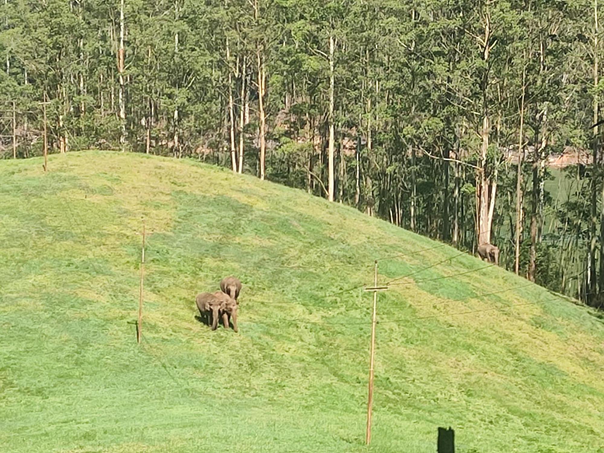Munnar Village Homes Eksteriør billede