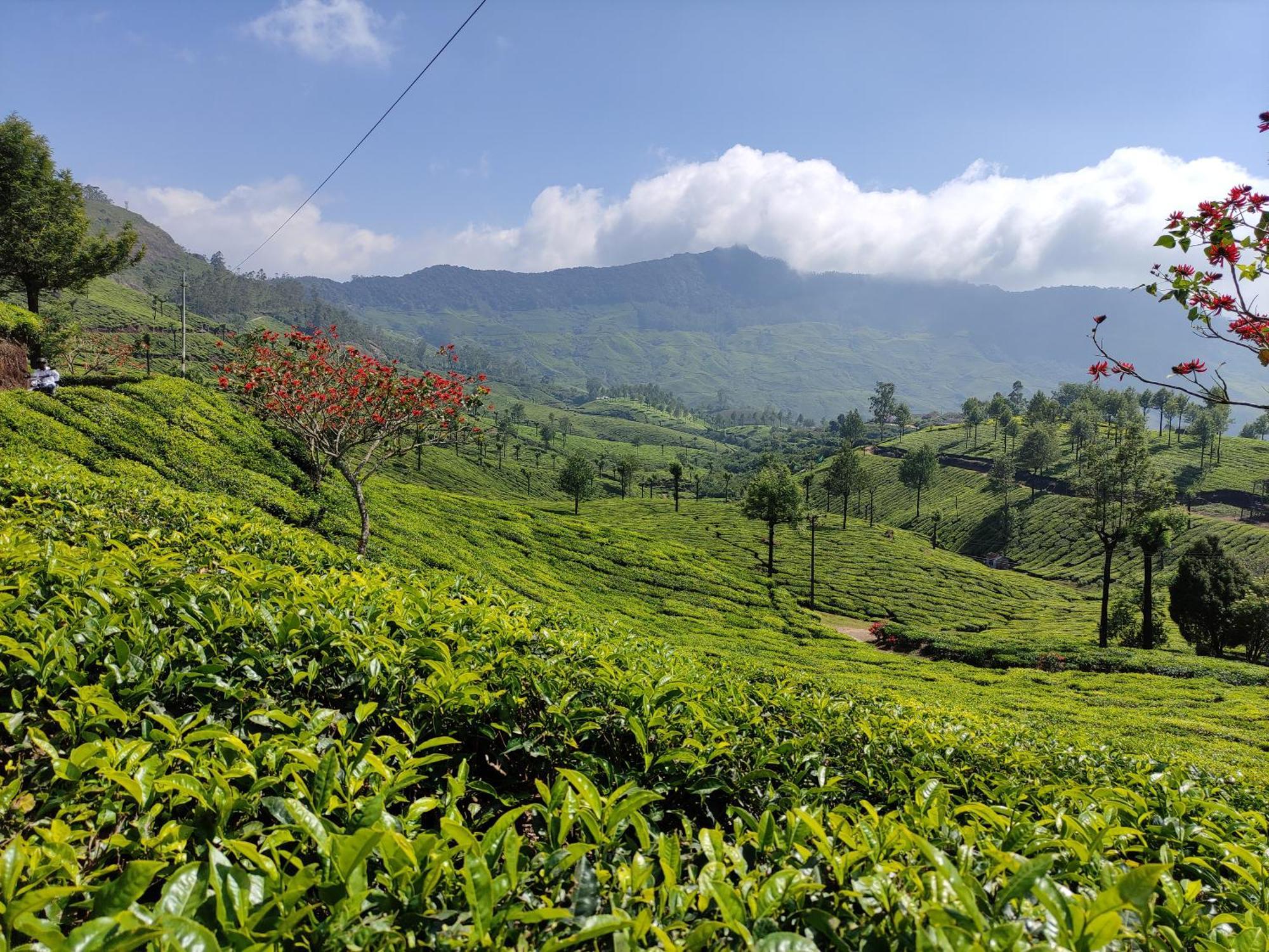 Munnar Village Homes Eksteriør billede