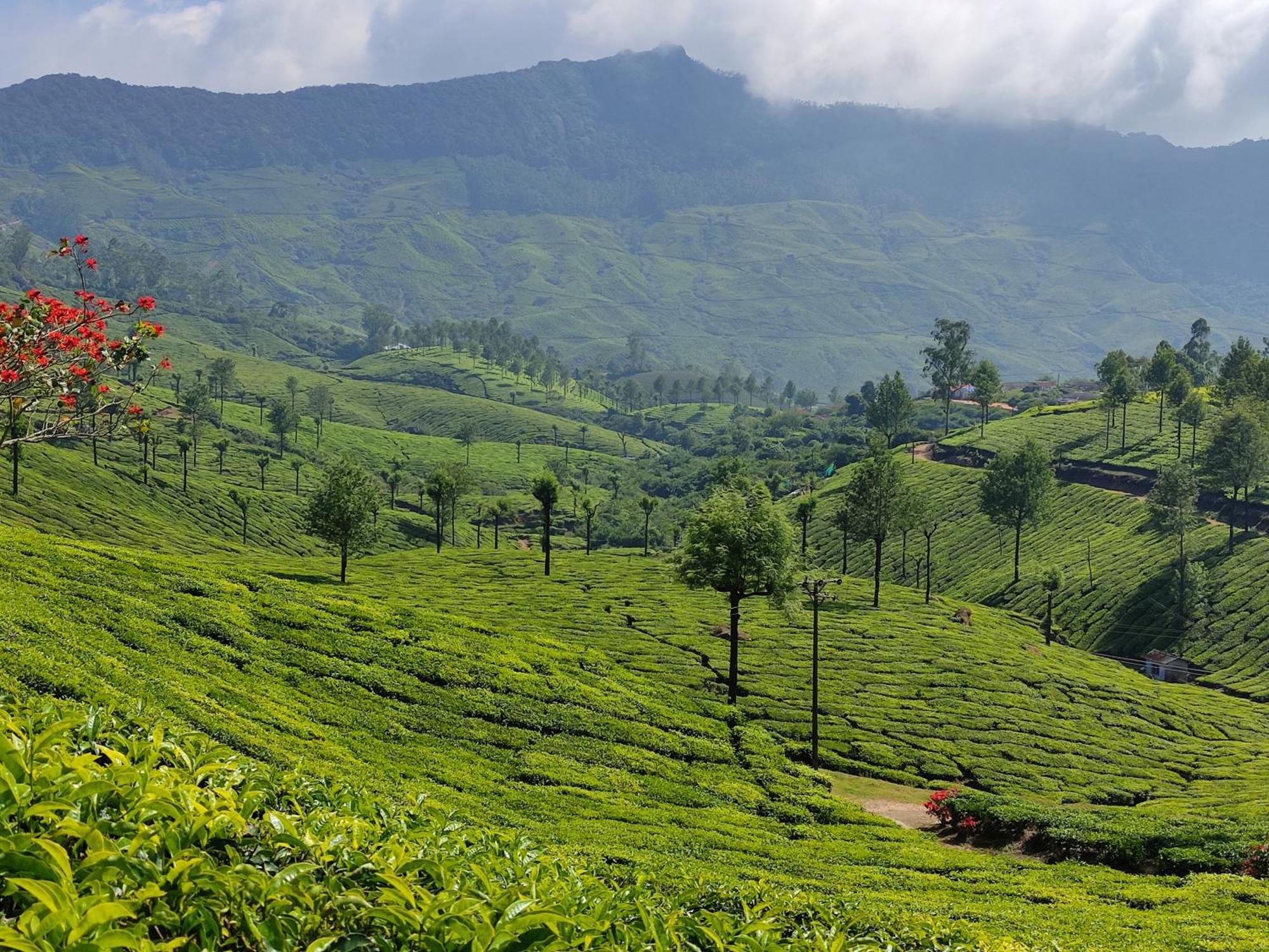 Munnar Village Homes Eksteriør billede